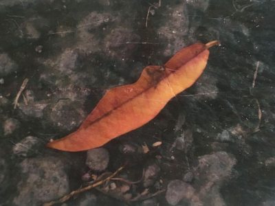 golden ticket, photo of a leaf by Clare Dygert
